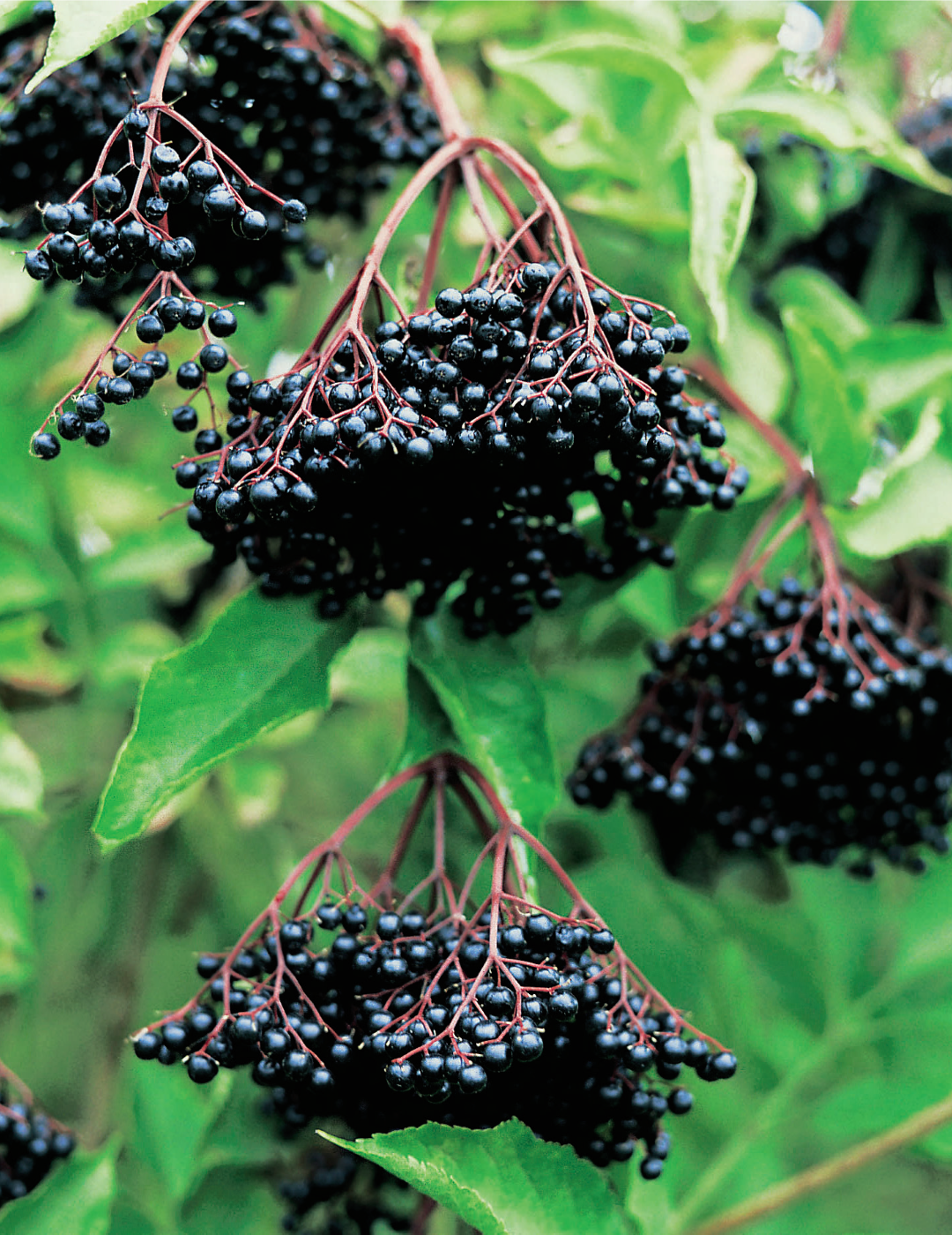 Elderberry