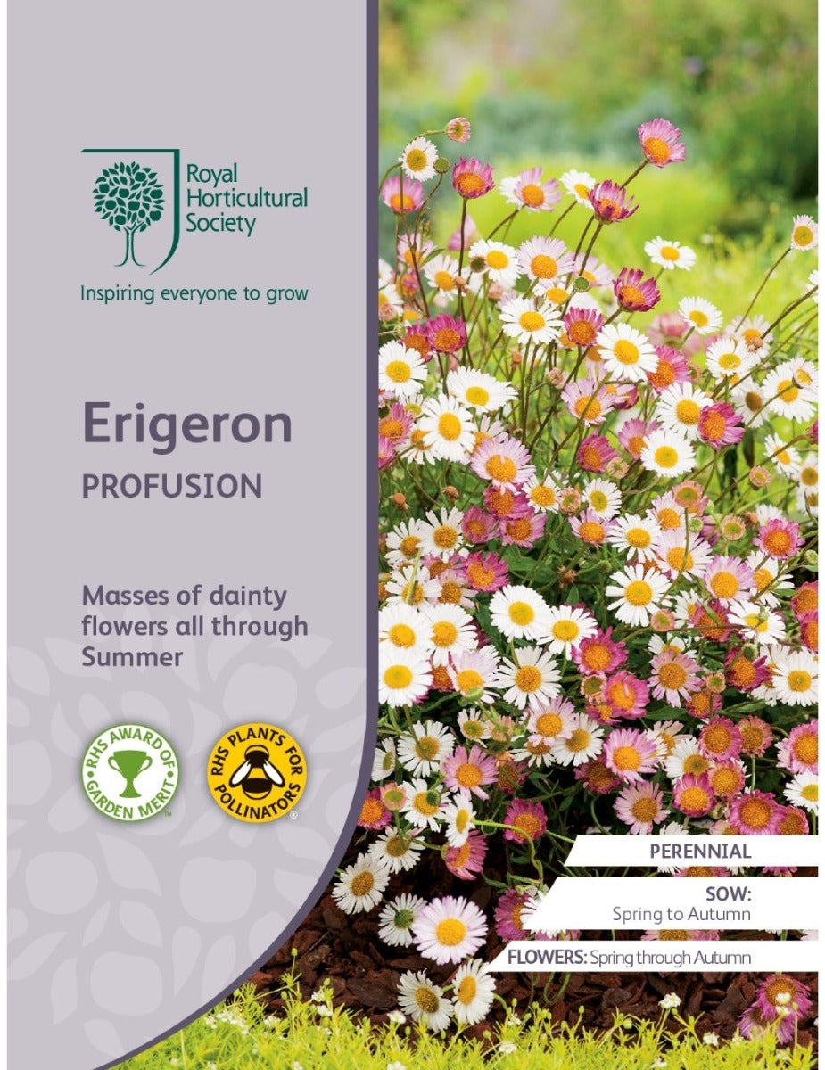 RHS Erigeron Profusion