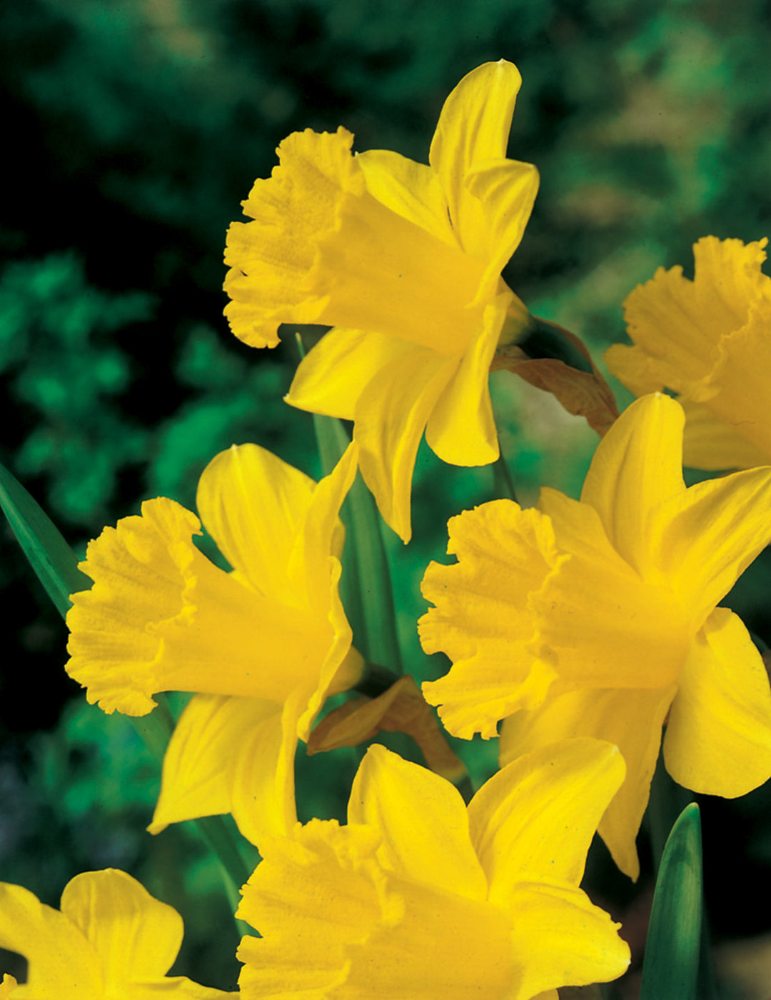 Daffodil King Alfred Value Pack