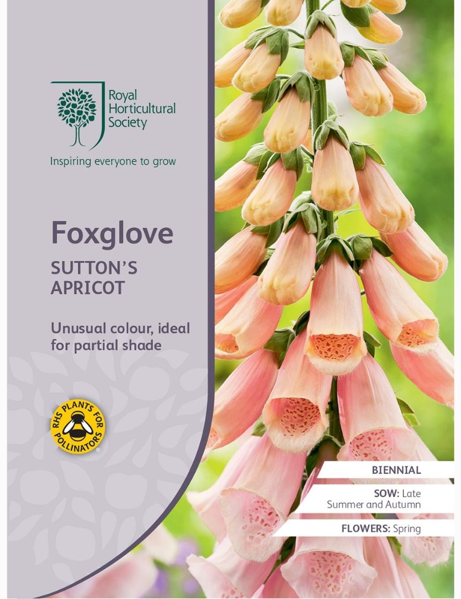 Foxglove Sutton's Apricot