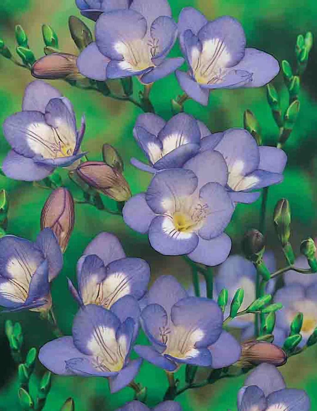 Freesia Royal Blue Bulbs