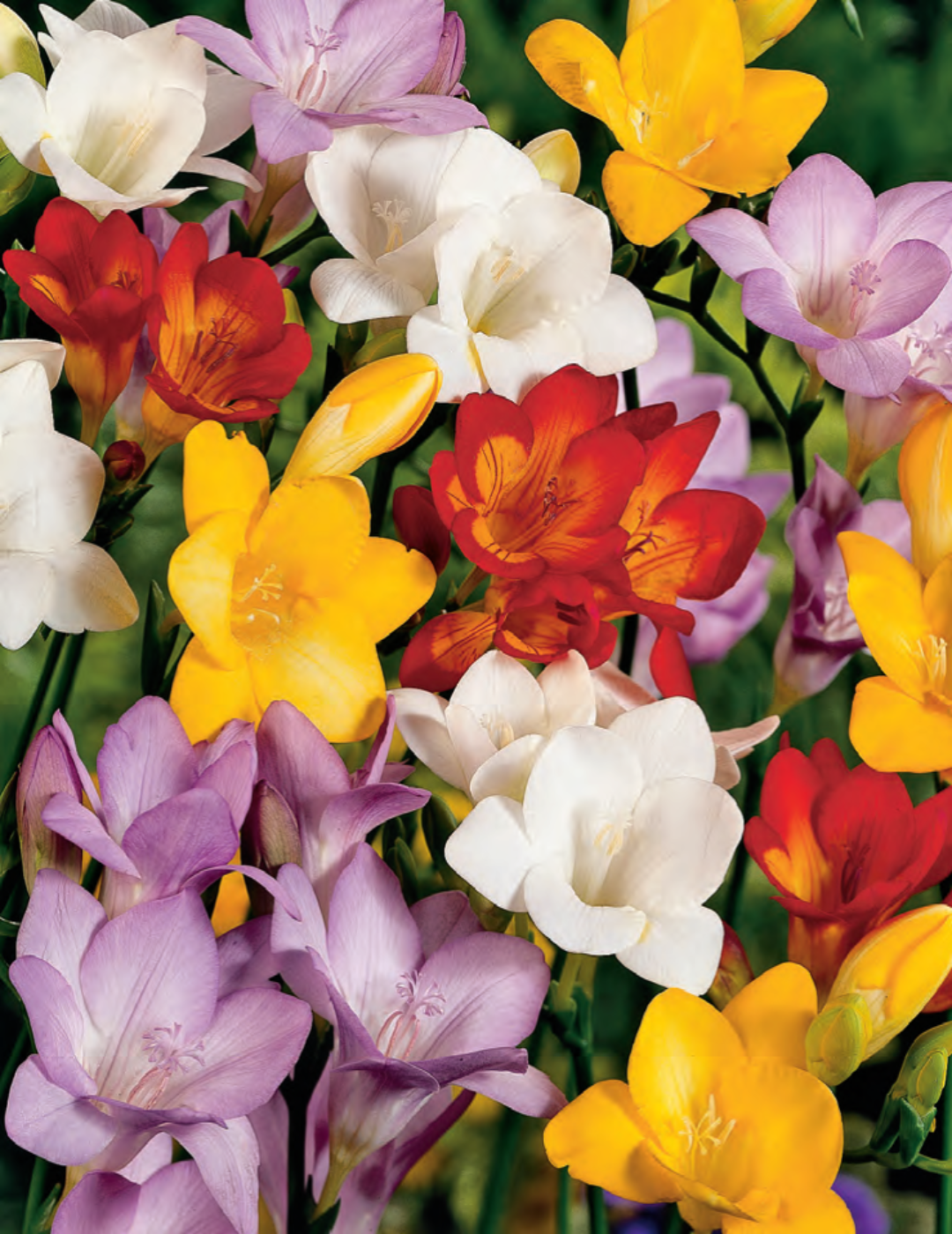 Freesia Giant Mix Bulbs