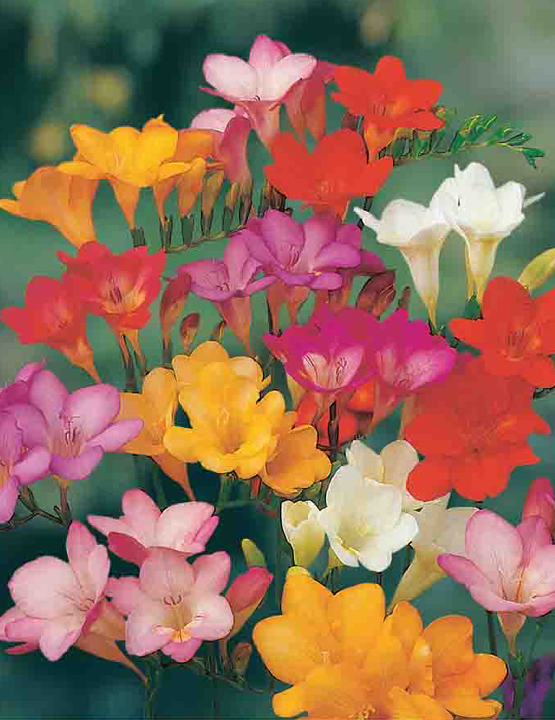 Freesia Sweet Scented Mix