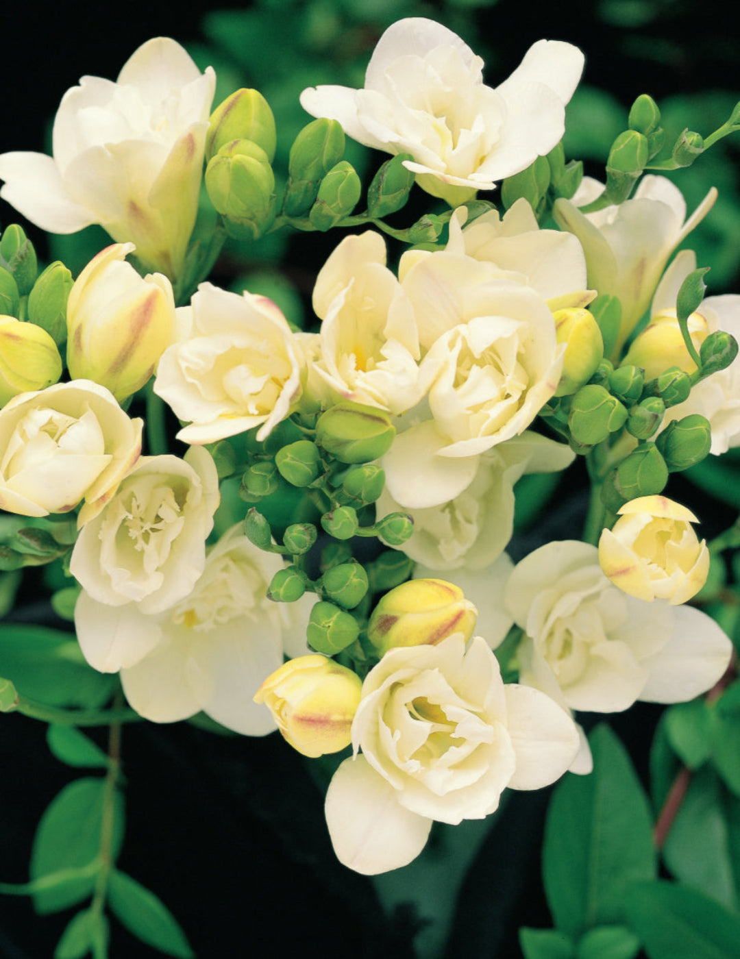 Freesia Double White Angel Bulbs