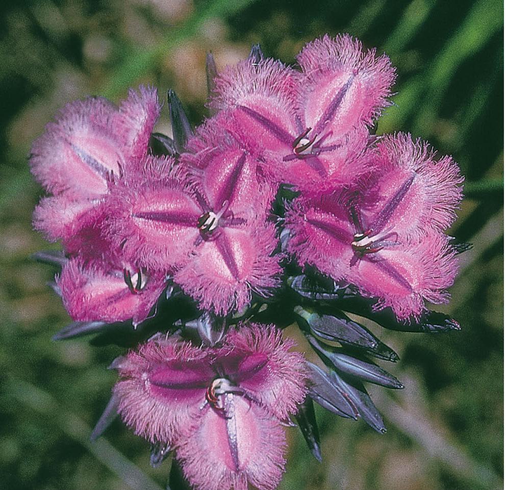 Fringed Lily WILDFLOWER