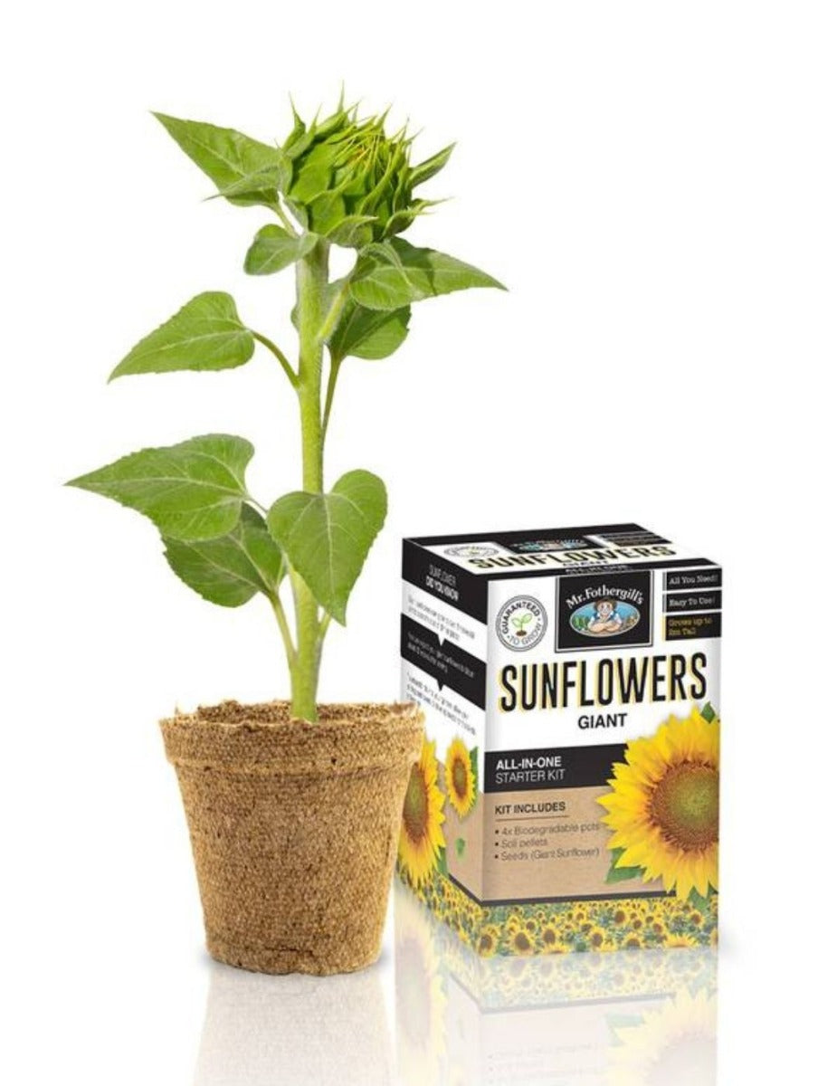 Giant Sunflower Starter Kit