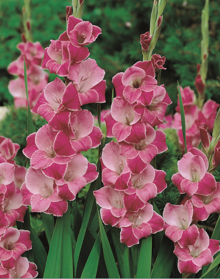 Gladioli Invitatie (season: Winter)