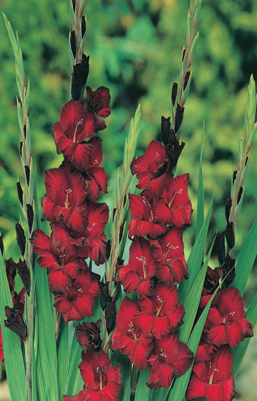 Gladioli Black Stallion (season: Winter)