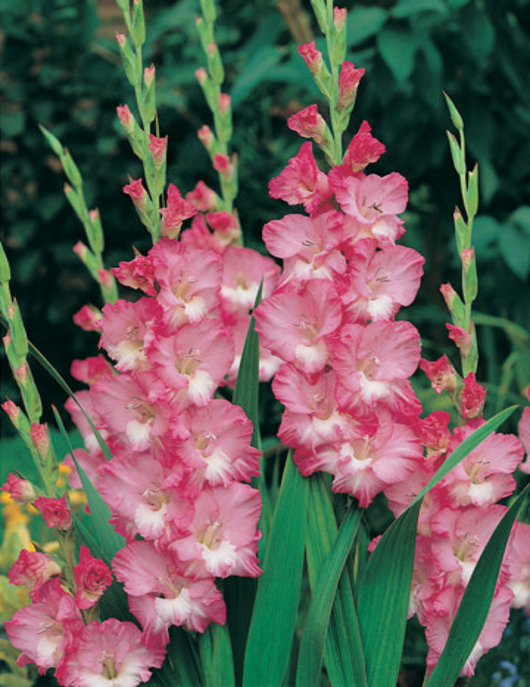 Gladioli Cantate Bulbs (Season: Winter)