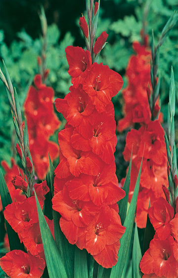 Gladioli Eurovision Bulbs (Winter Season)