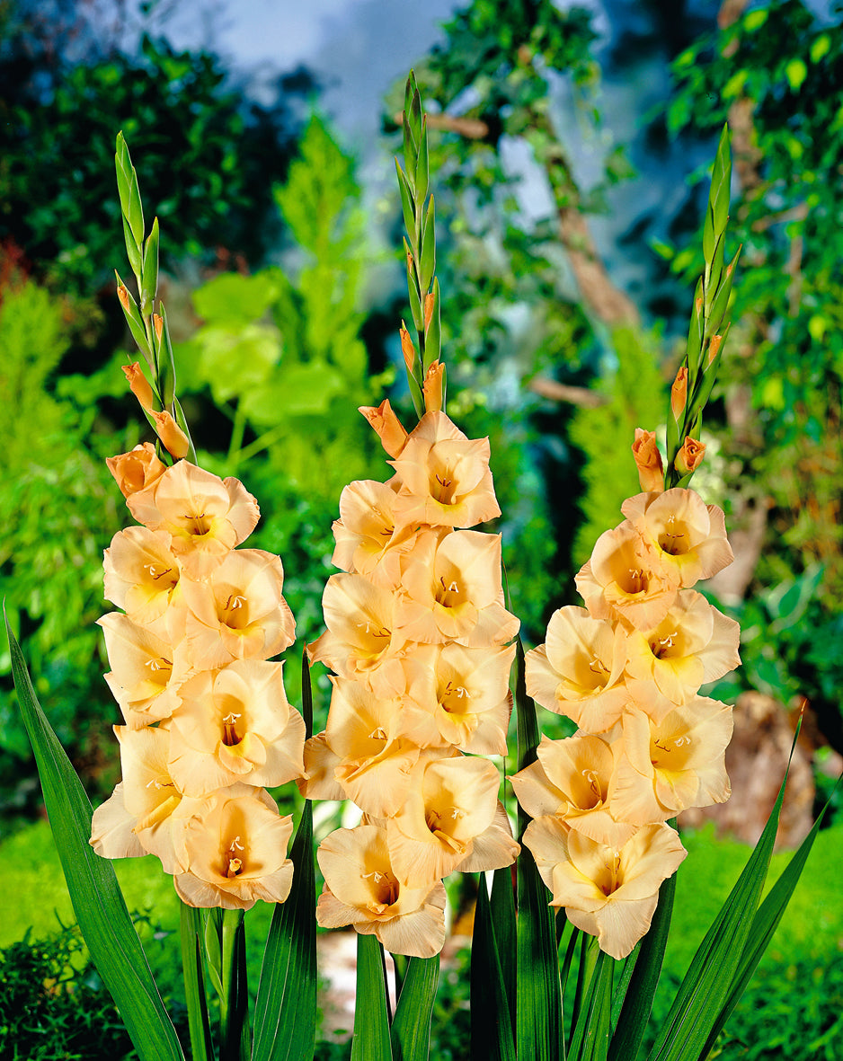 Gladioli Esta Bonita (season: Winter)