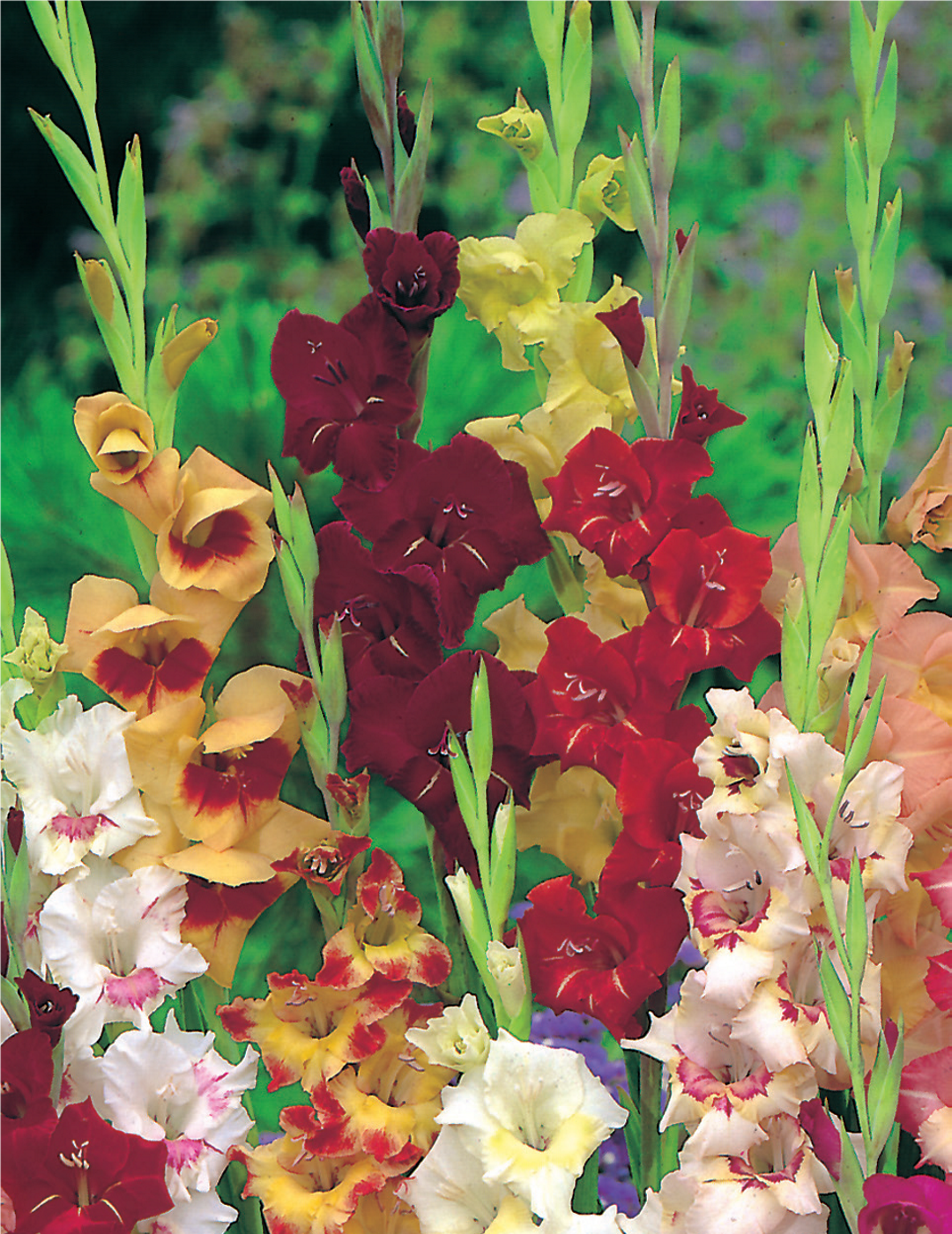 Gladioli Glamour Mixed Bumper Bargain pack (season: Winter)