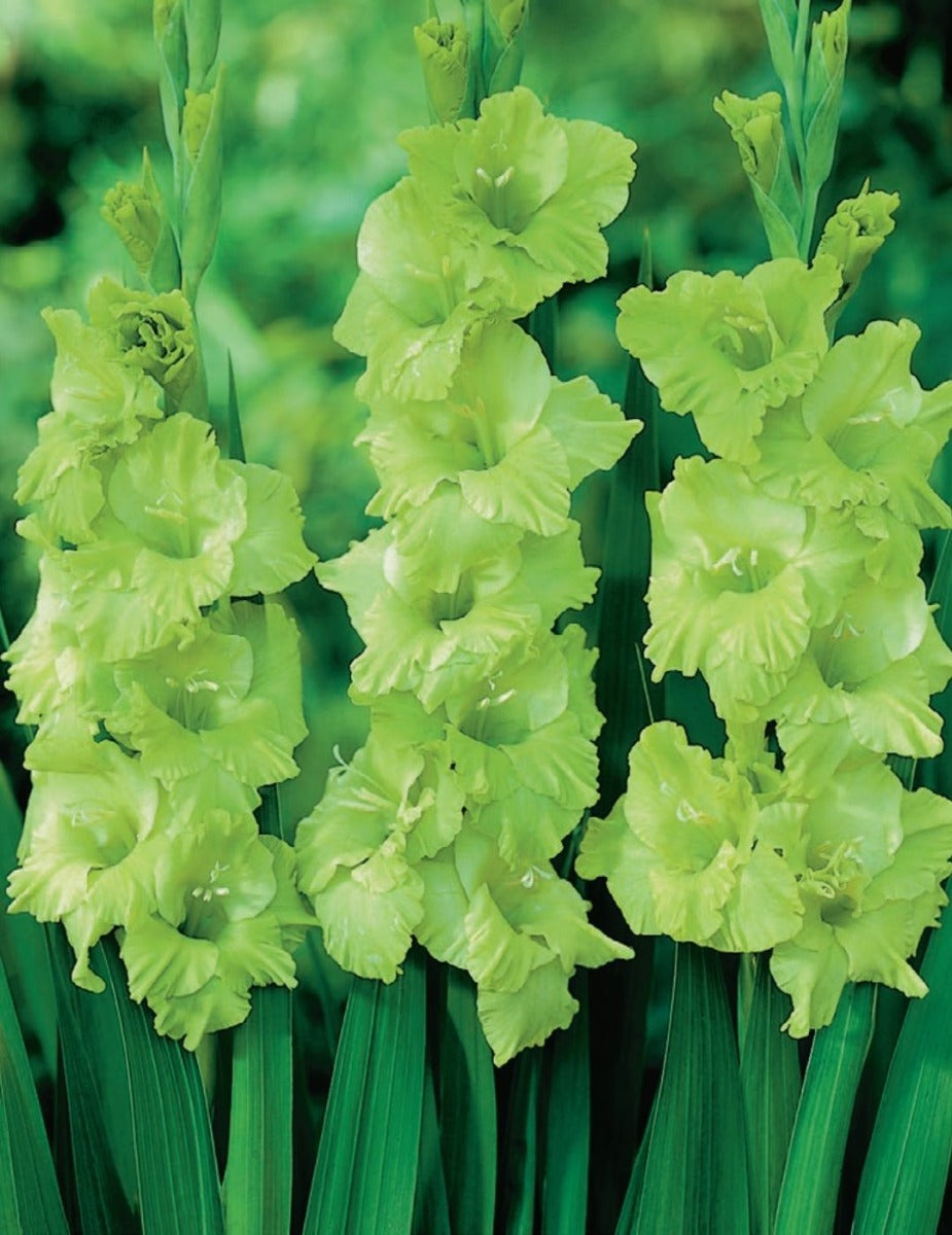 Gladioli Green Star (season: Winter)