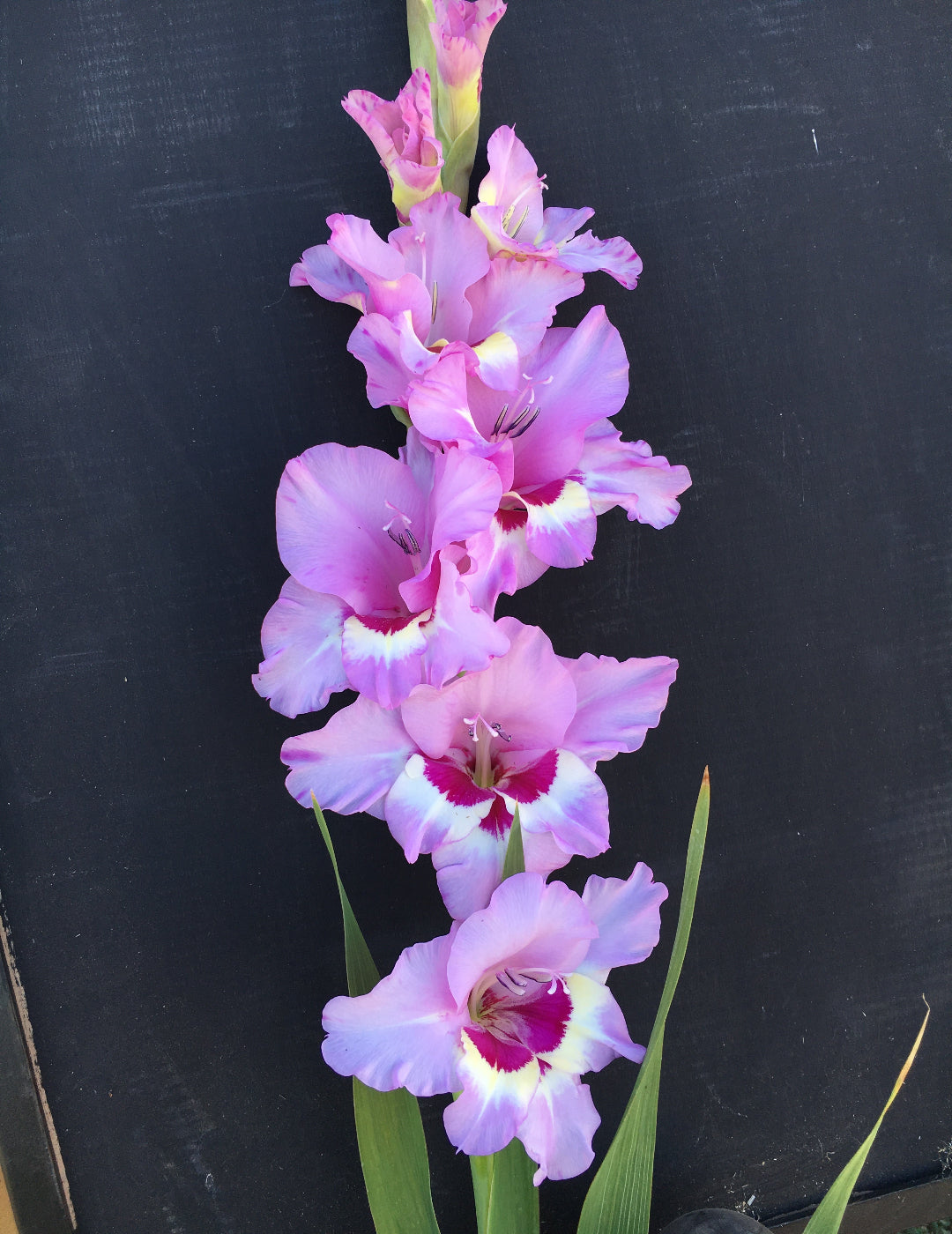 Gladioli Zamora (Season: Winter)