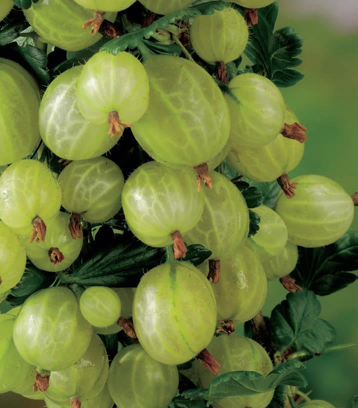 Gooseberry Thornless