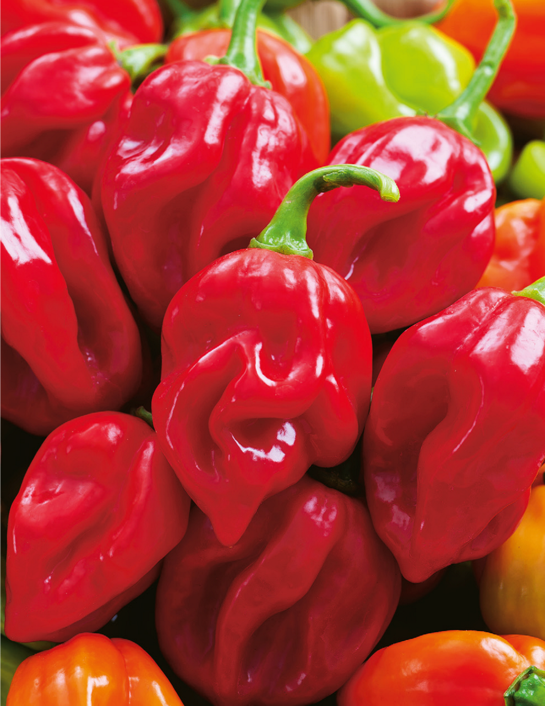 Chilli Habanero Giant Red