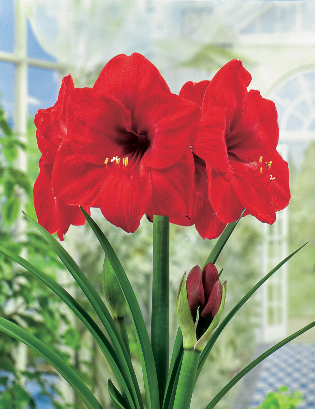 Hippeastrum Festival Bulb (Season: Aug-Sep)