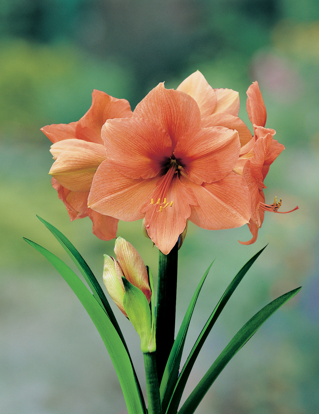 Hippeastrum Rilona (season:Aug-Sep)