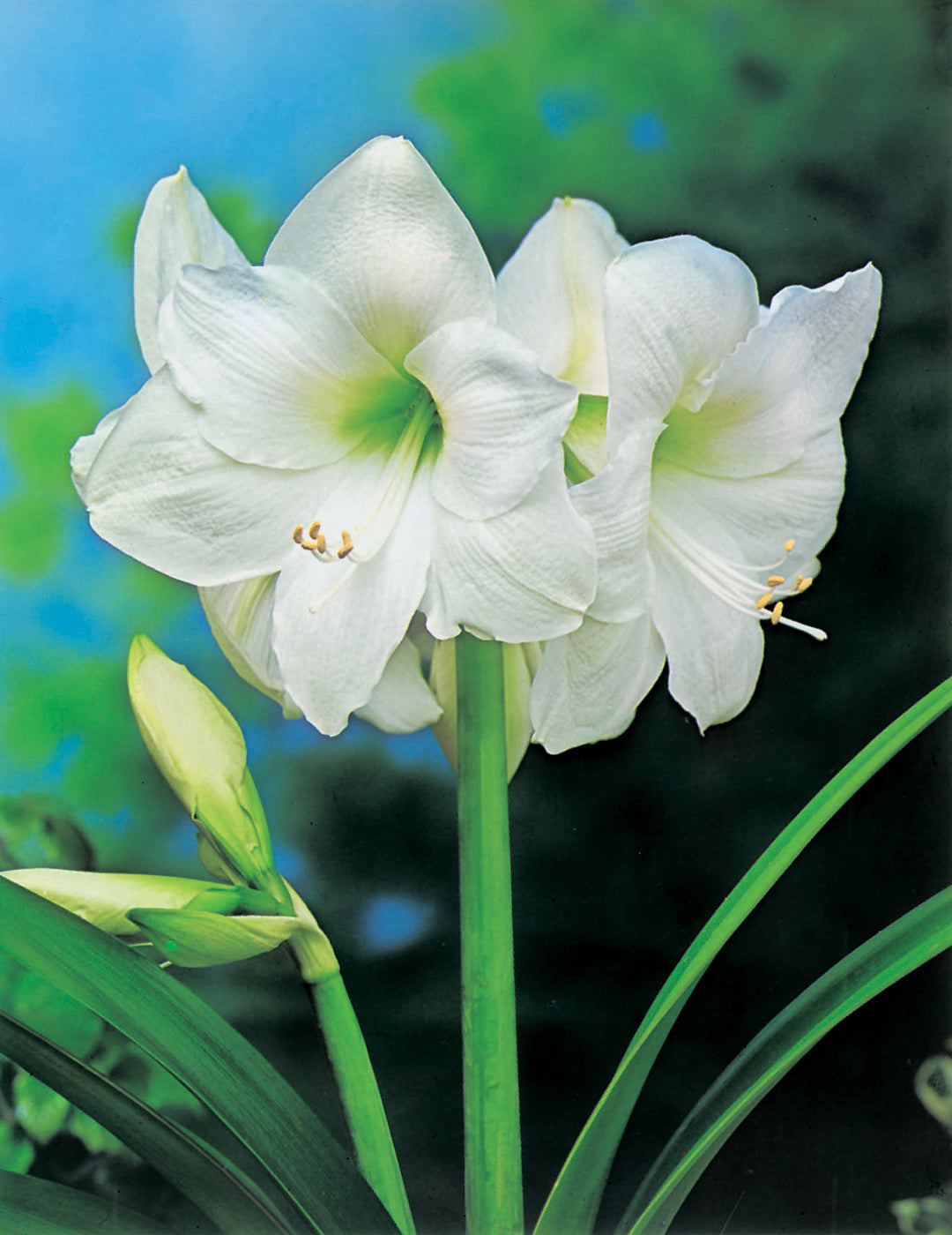 Hippeastrum Skyros Bulb (season: Aug-Sep)