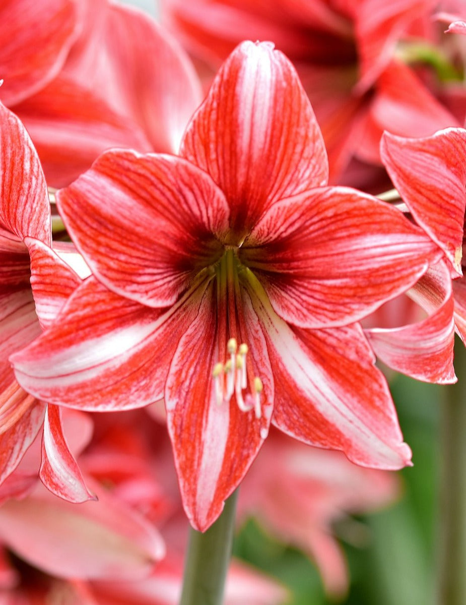 Hippeastrum Fairytale (season:Aug-Sep)