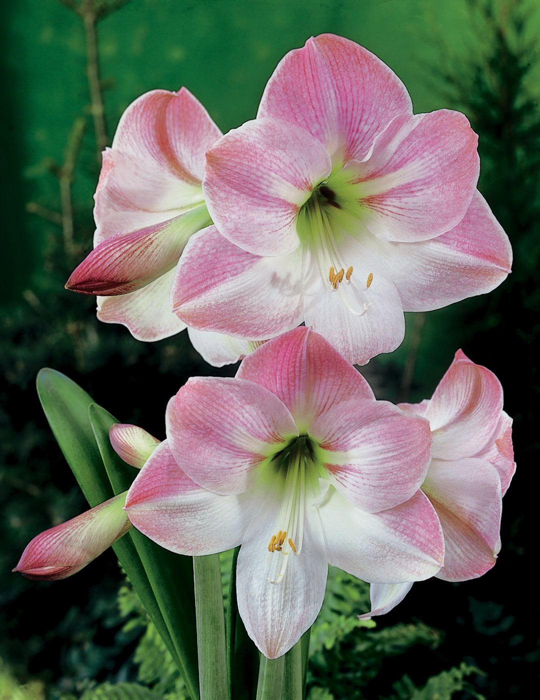 Hippeastrum Apple Blossom (season:Aug-Sep)