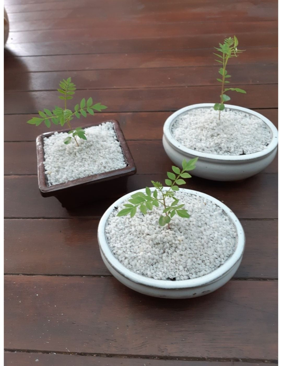 Bonsai Starter Kit - Jacaranda