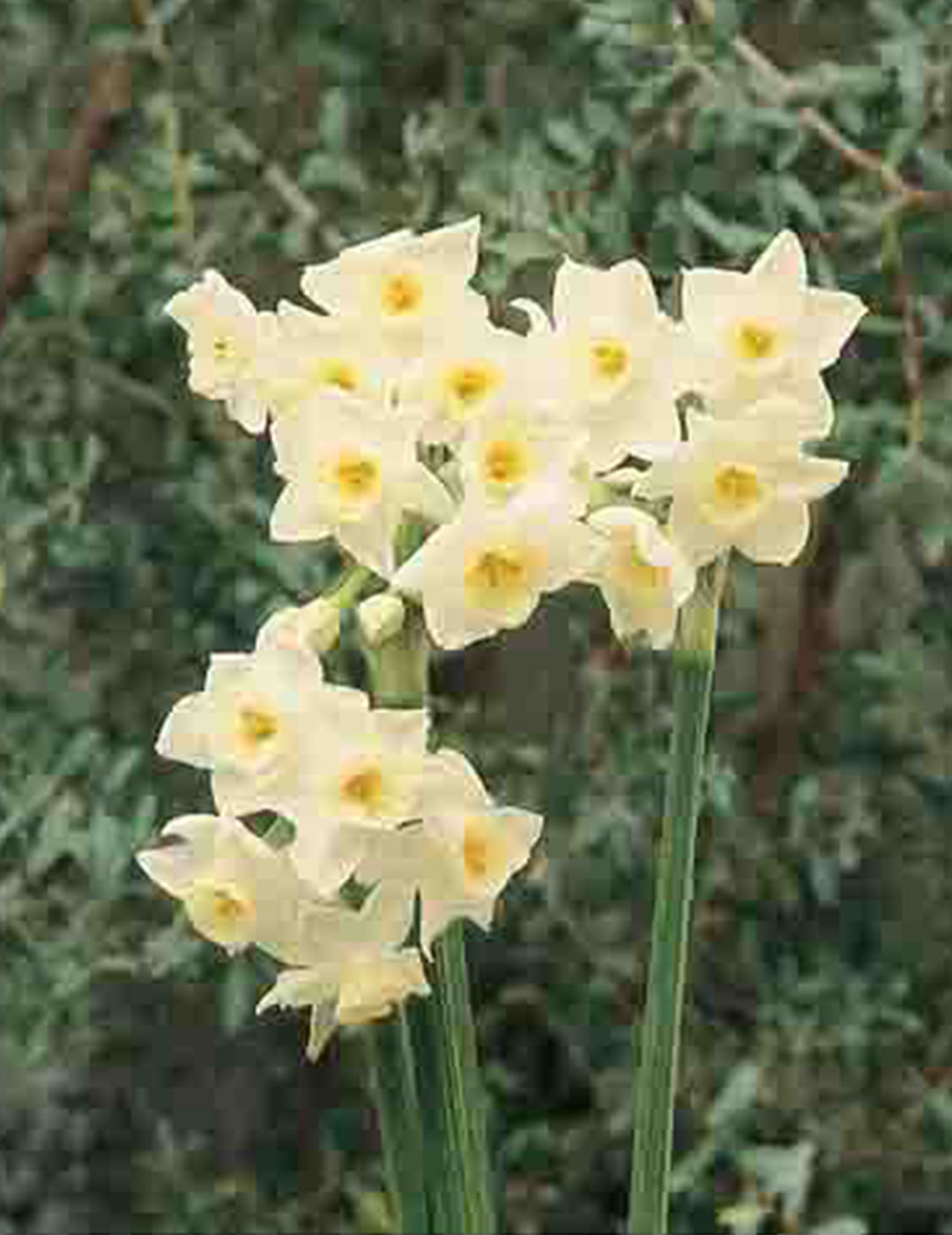 Jonquil Pollys Pearl Bulbs