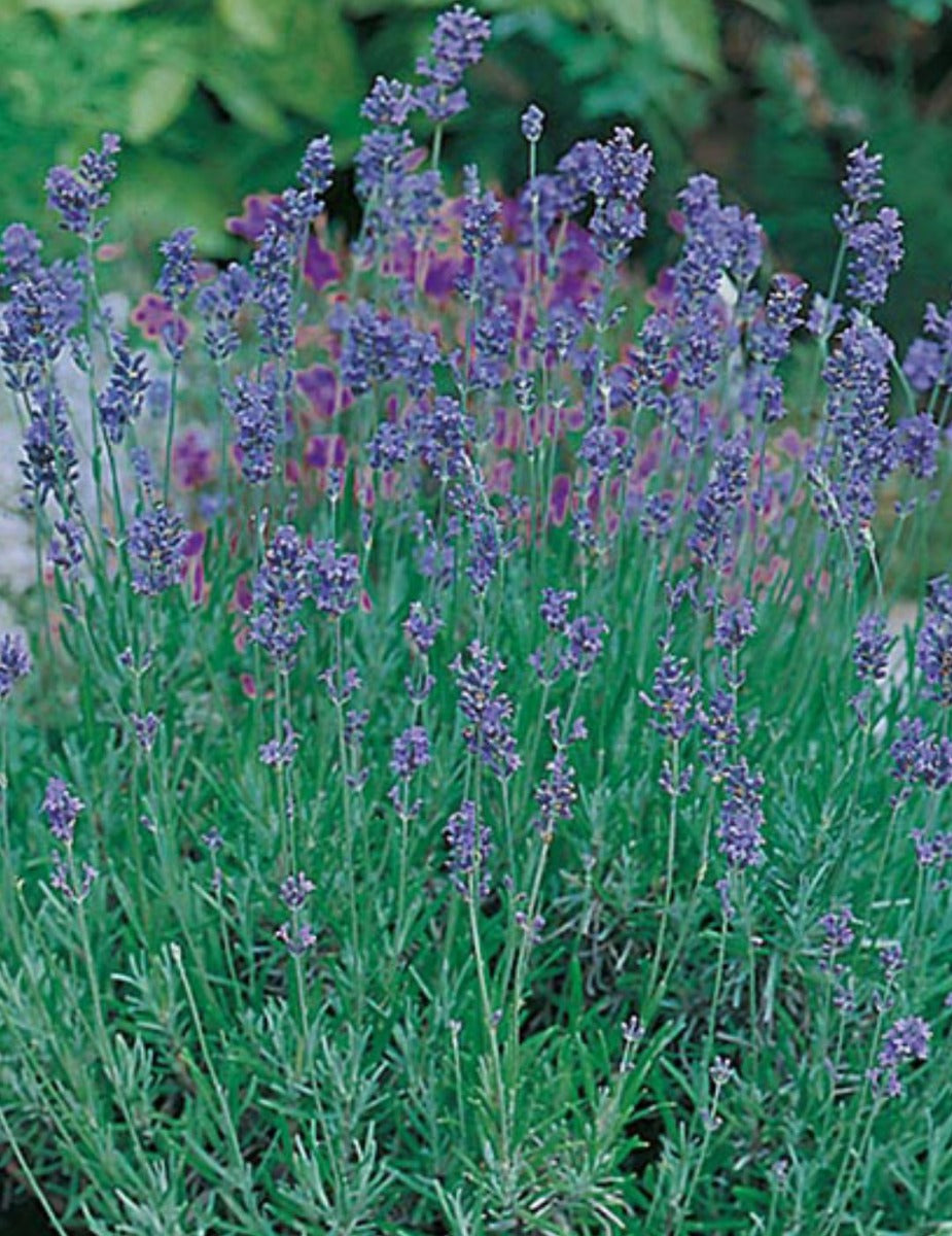 RHS Lavender English Munstead Flower Grow Kit