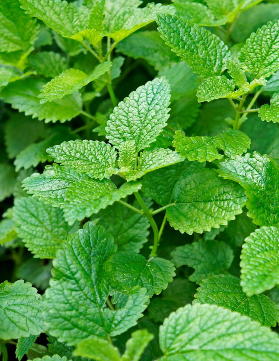 Lemon Balm