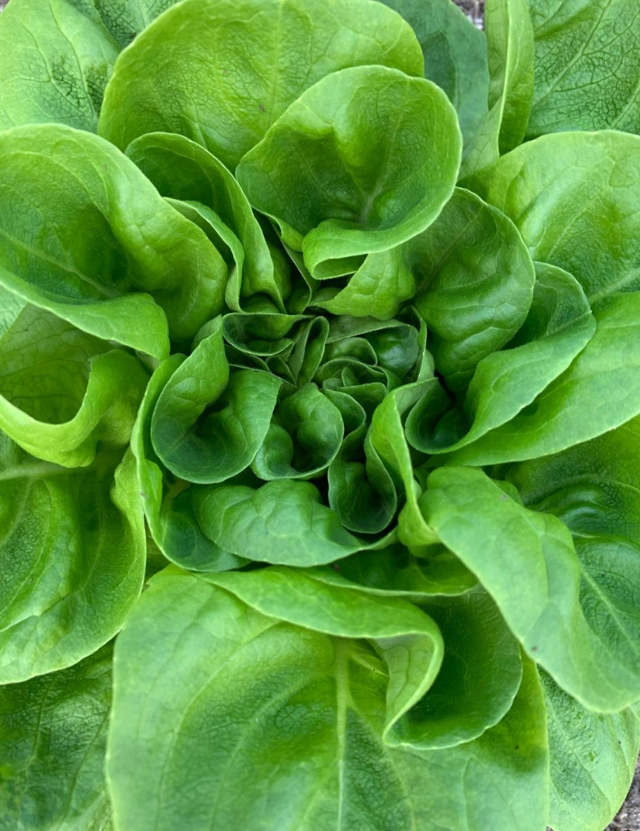 Lettuce Buttercrunch