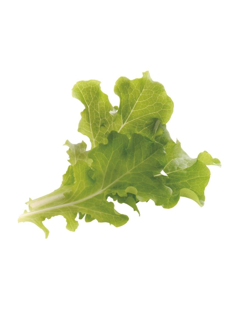 Véritable® Seed Lingot® - Lettuce Oakleaf