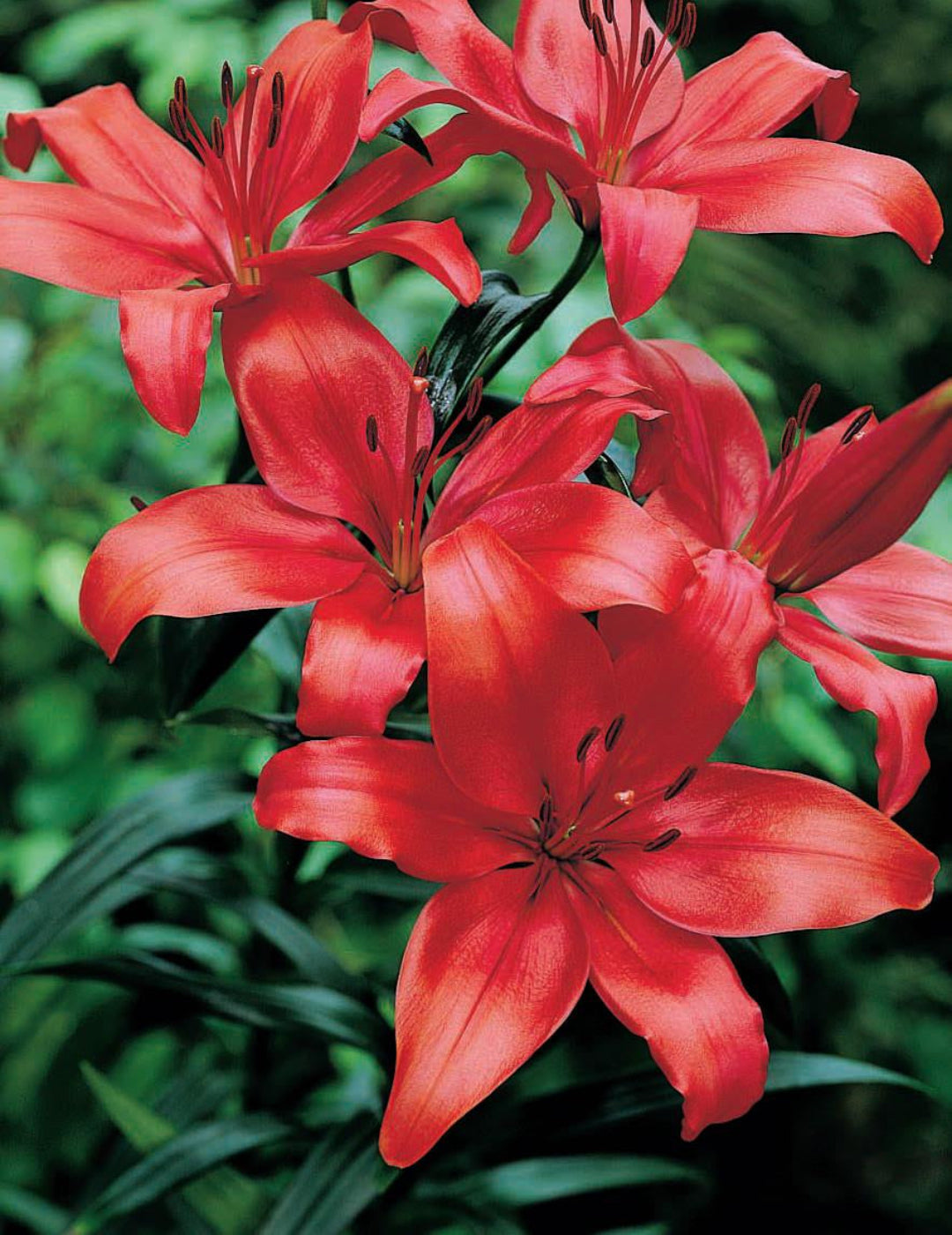 Lilium Forza (Red) (season: Winter)