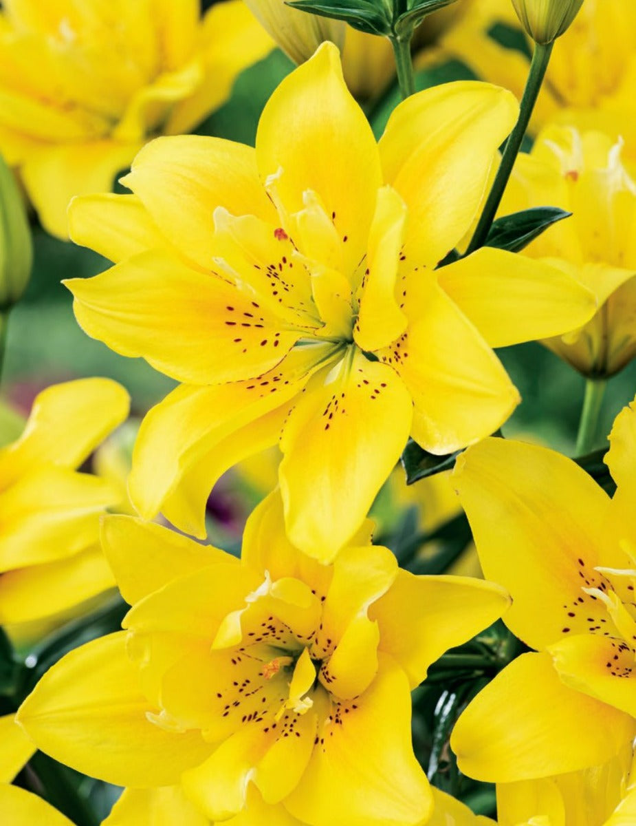 Lilium Double Sundew (season:Aug-Sep)