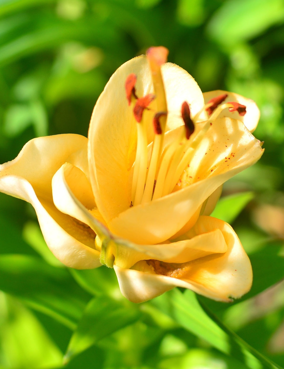 Lilium Apricot Fudge (season: Winter)