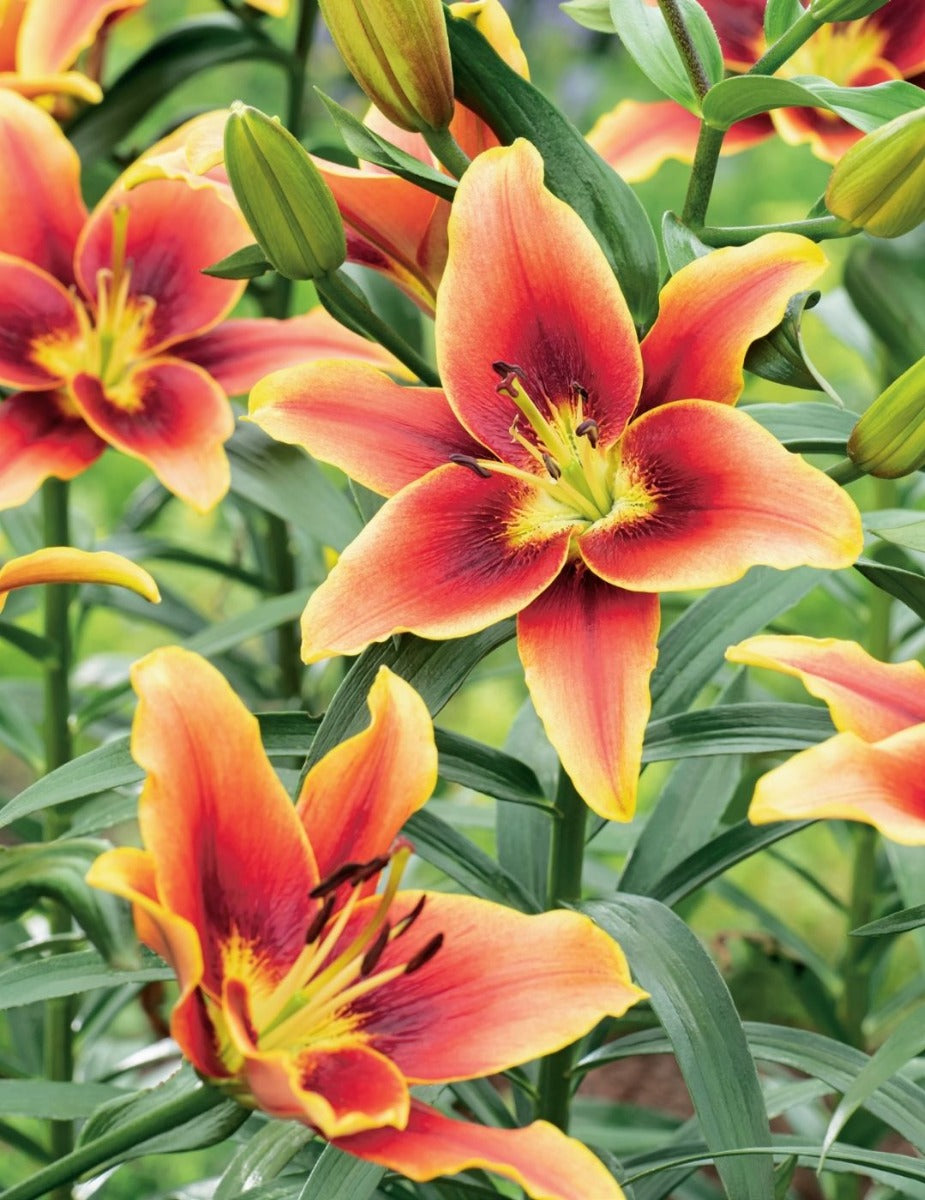 Lilium Avalon Sunset (season: Winter)