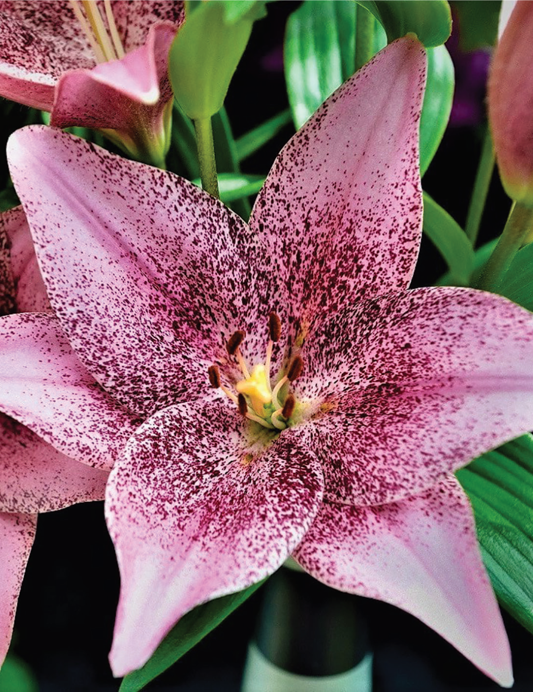 Lilium Cogoleto (season: Winter)