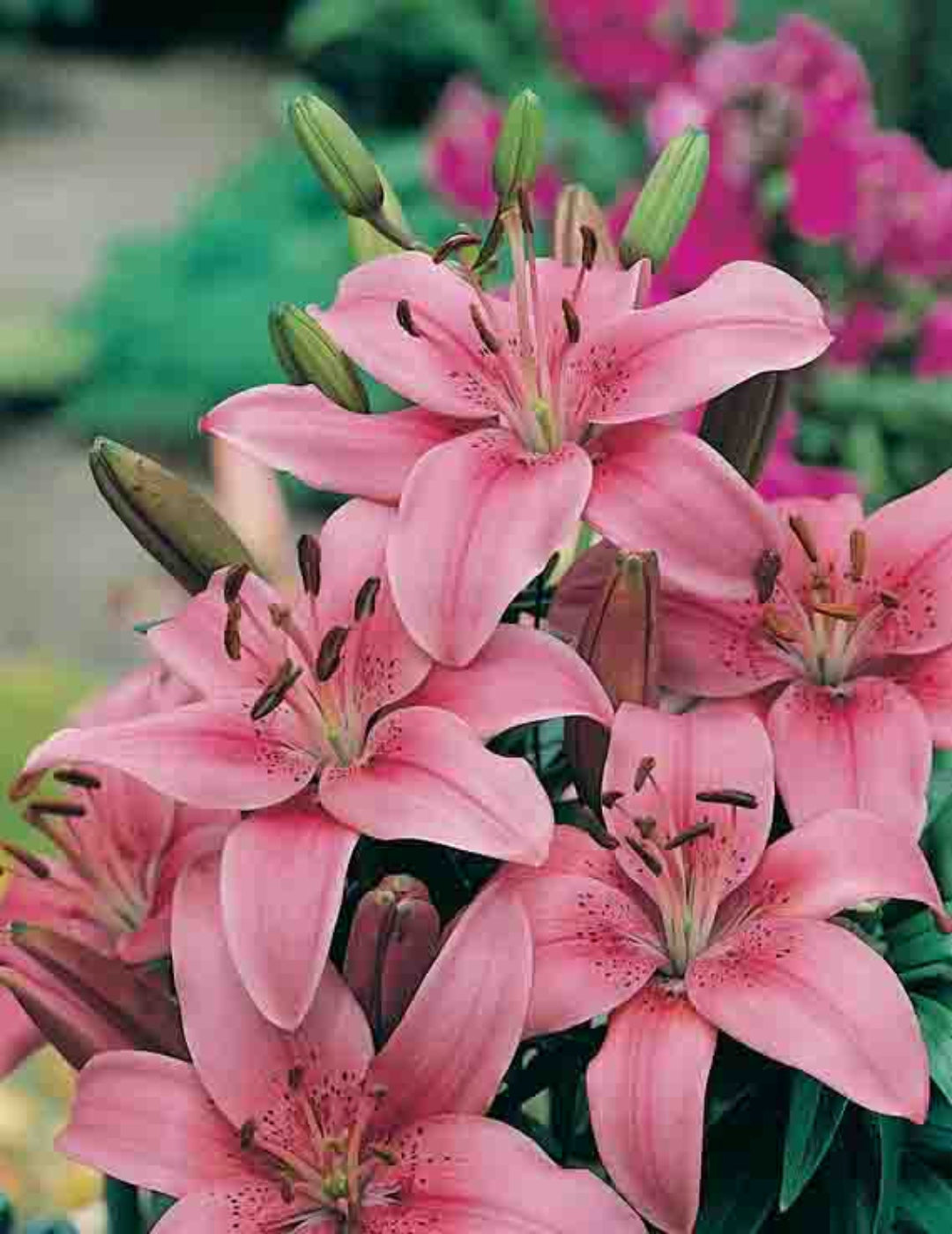 Lilium Corsica (Pink) (season: Winter)