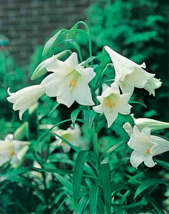 Lilium Longiflorum (season: Winter)