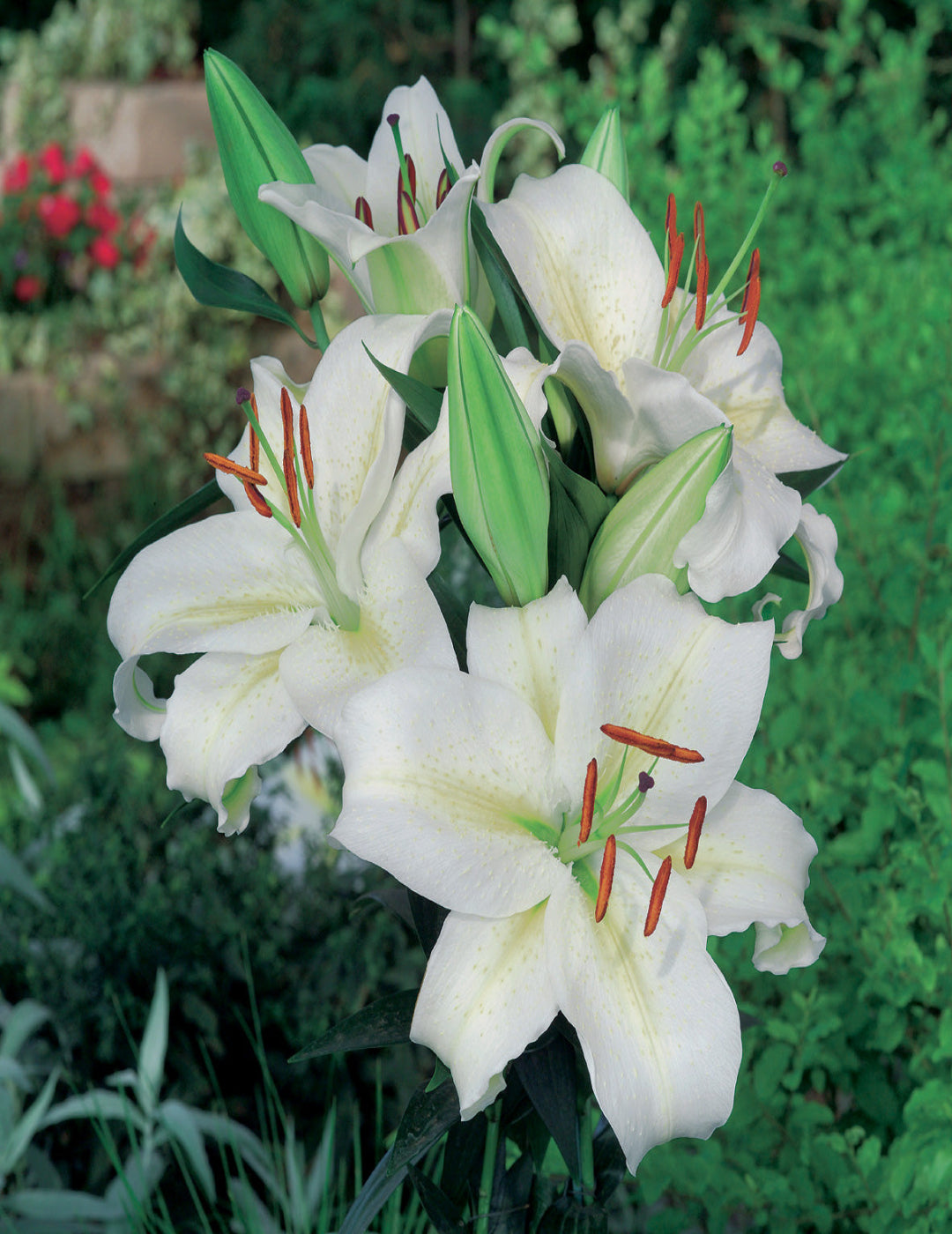 Oriental Lily Rialto Blubs (season: Aug-Sep)