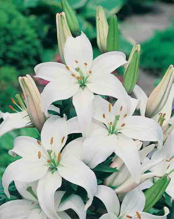 Lilium Sancerre White (season: Winter)