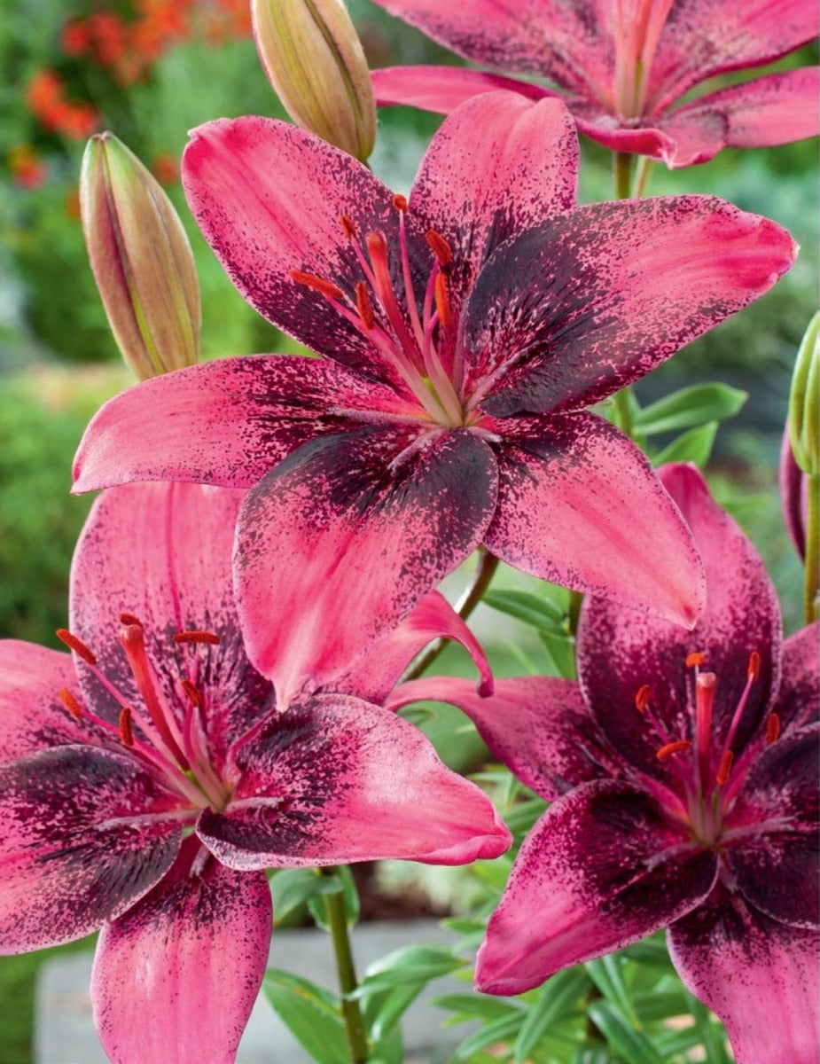 Lilium Tango Purple Eye (season: Winter)