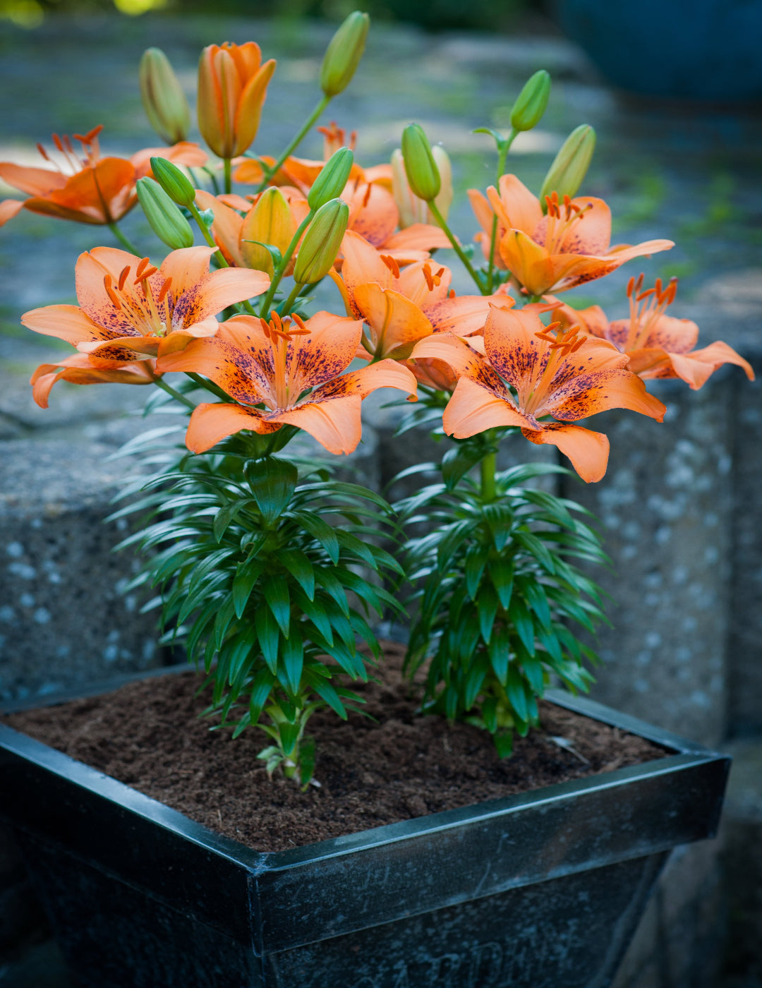 Lilium Pot Asiatic Teresina (season: Winter)