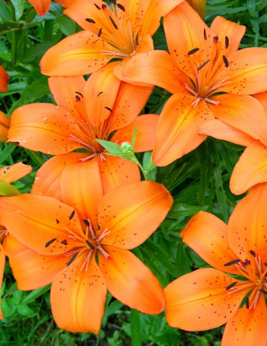 Lilium Tresor Bulbs (Winter Season)