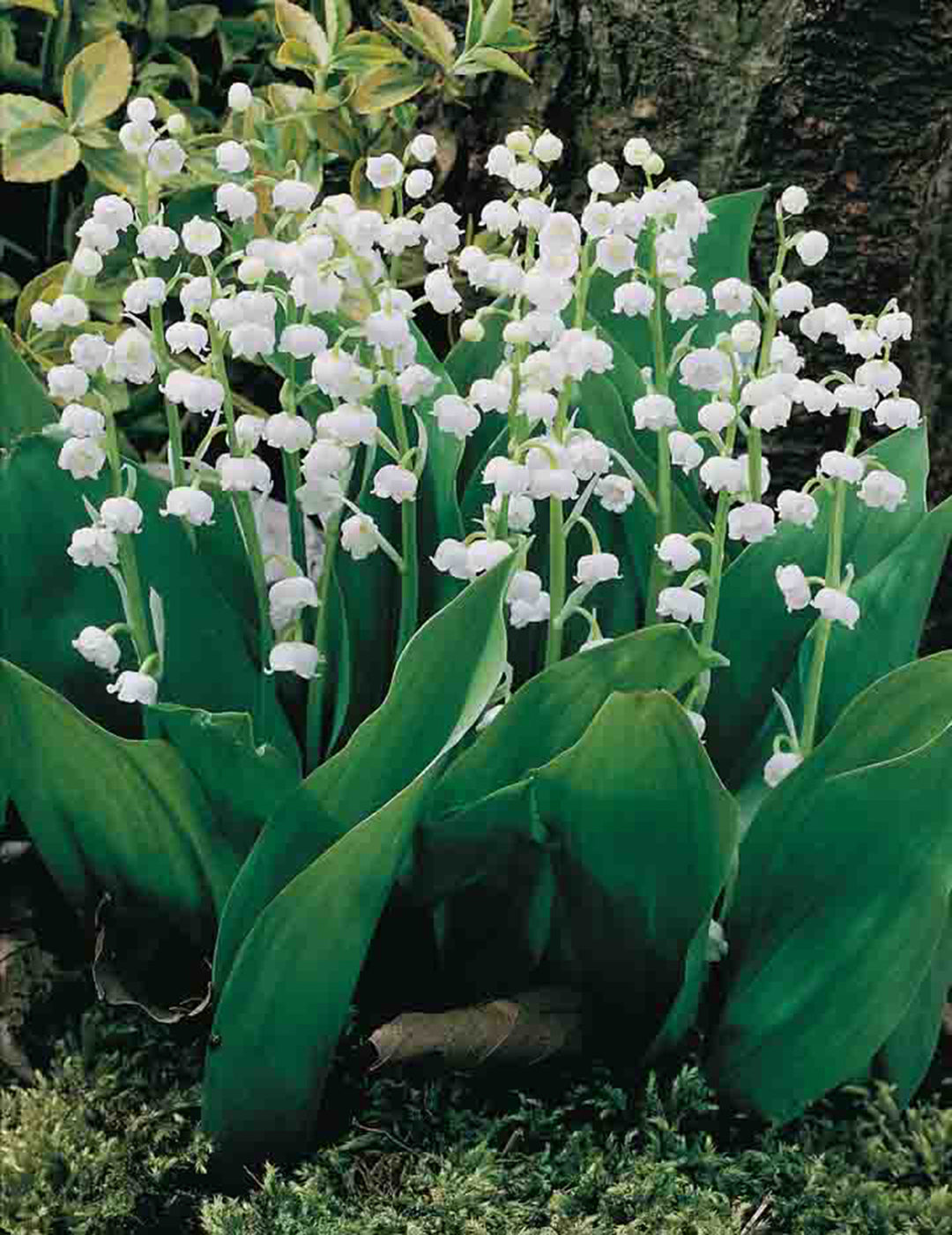 Lily of the Valley White Bells (Season: Winter)