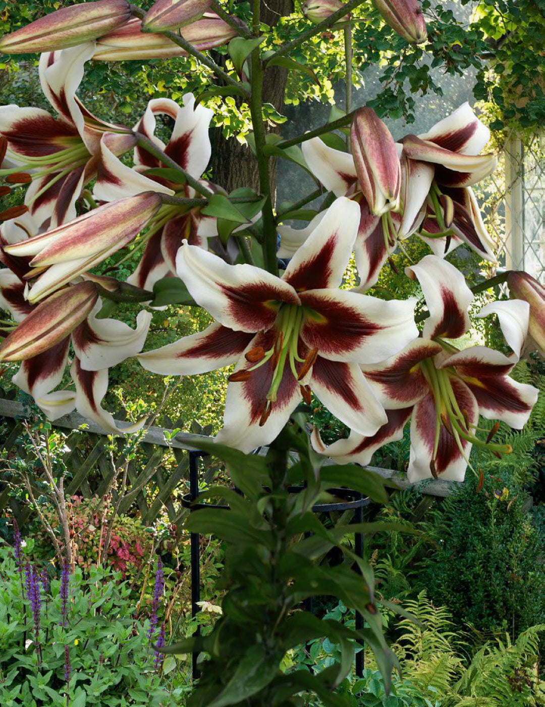 Tree Lily Beverly Dreams (season: Aug-Sep)