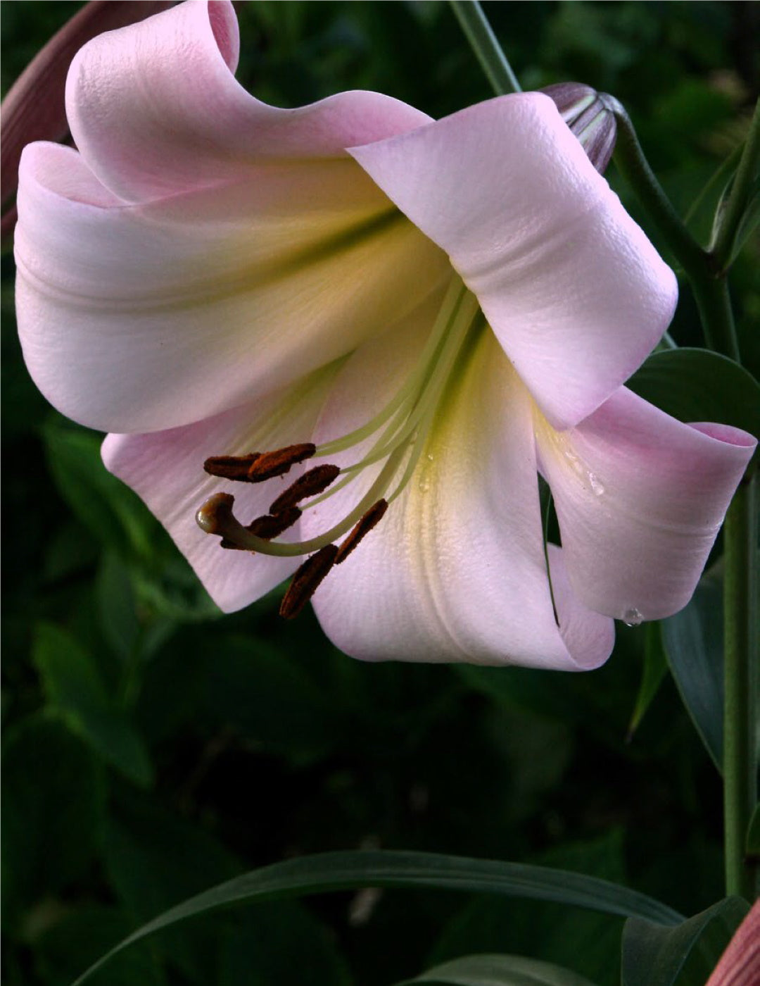 Oriental Trumpet Lily Eastern Moon (season:Aug-Sep)