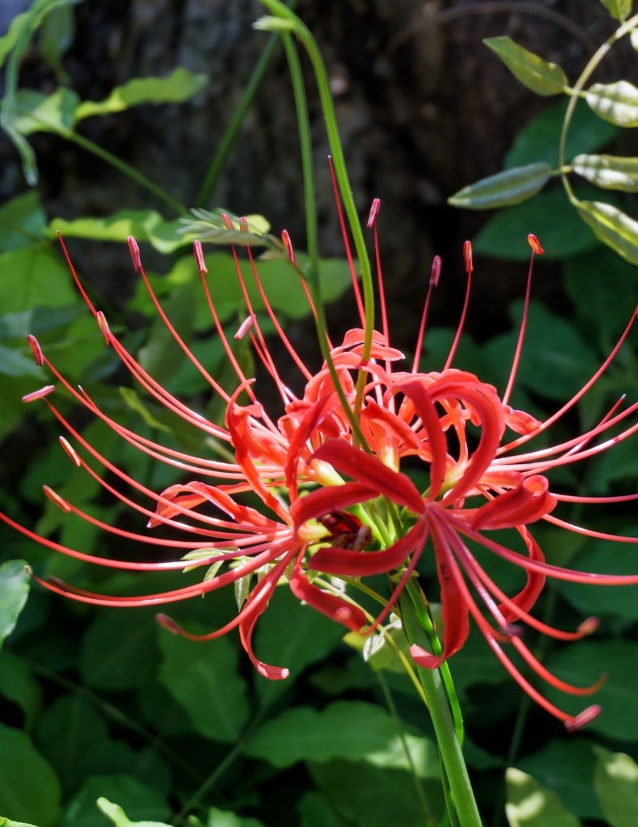 Lycoris Red