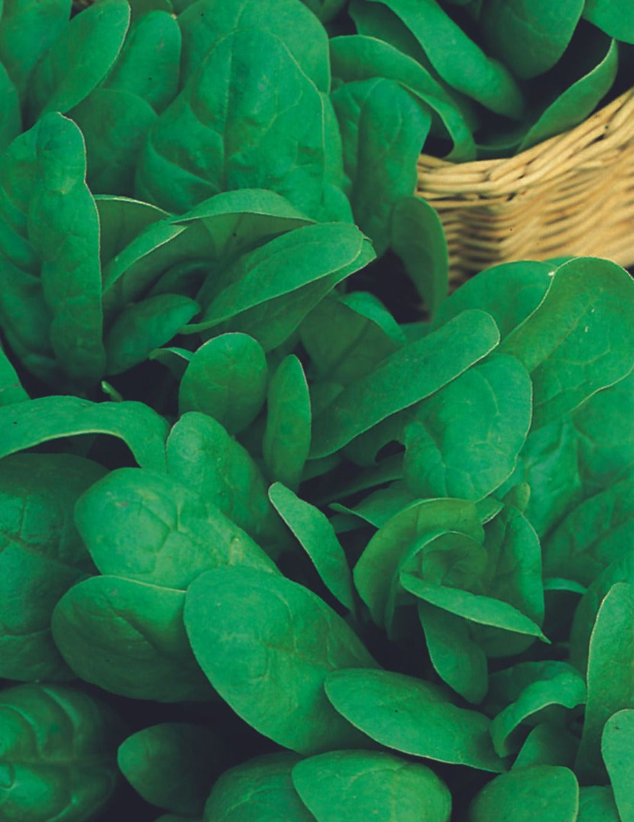 Medania Spinach Seeds