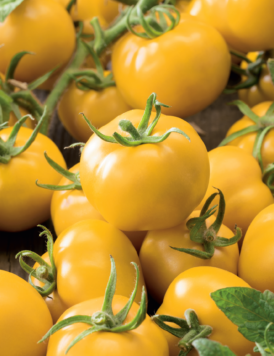 Tomato Grosse Lisse Yellow