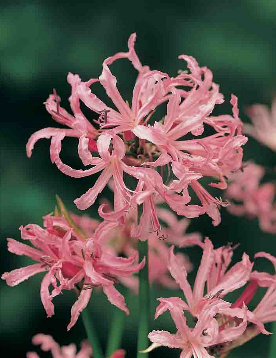 Nerine Rosea Bulbs